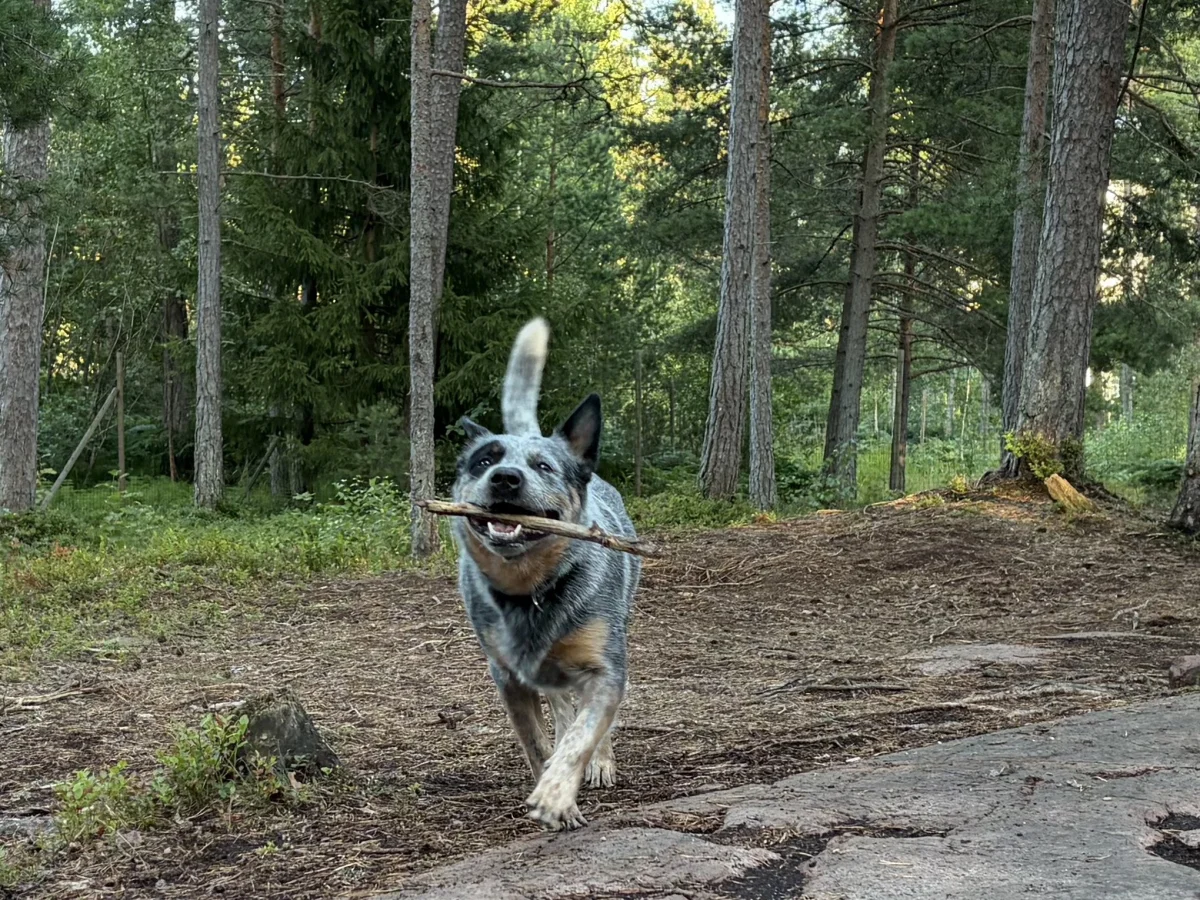 Bästis koertepark (Mariehamn) - attraction photo 1