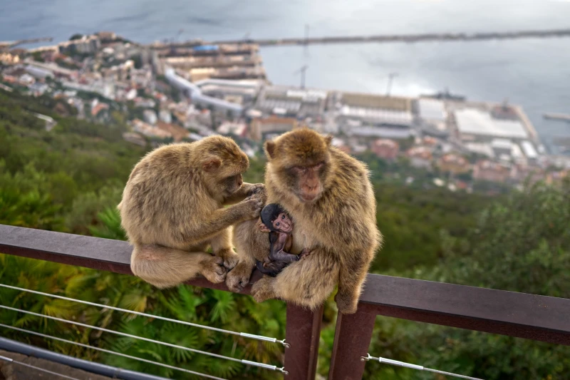 Gibraltar - linna foto 2