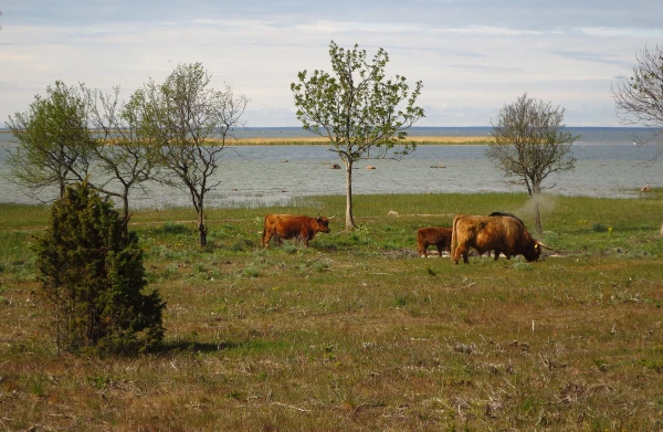Vormsi - linna foto 3
