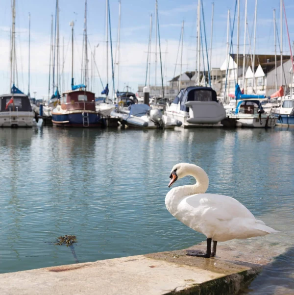 Town Quay Marina - фото марины 3