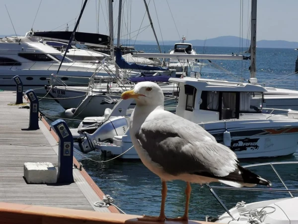 Yacht Port Nessebar - jahtsadama foto 4