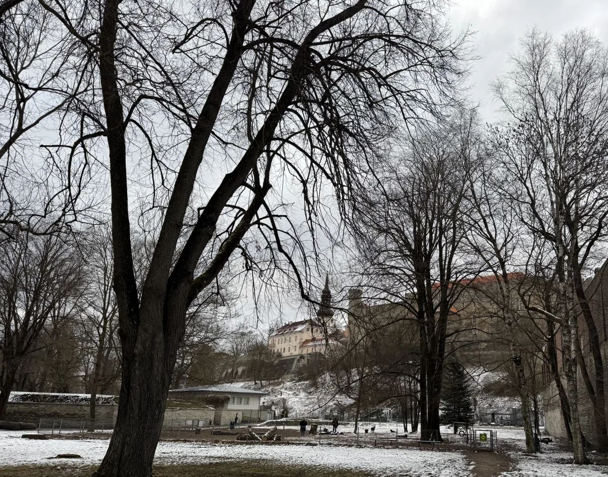 Toompark Dog Park - фото достопримечательности 1