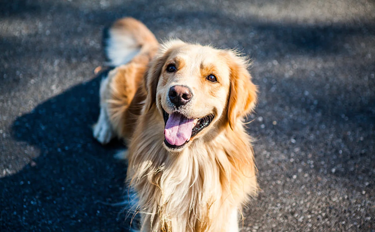 Kärdla Dog Park - фото достопримечательности 1