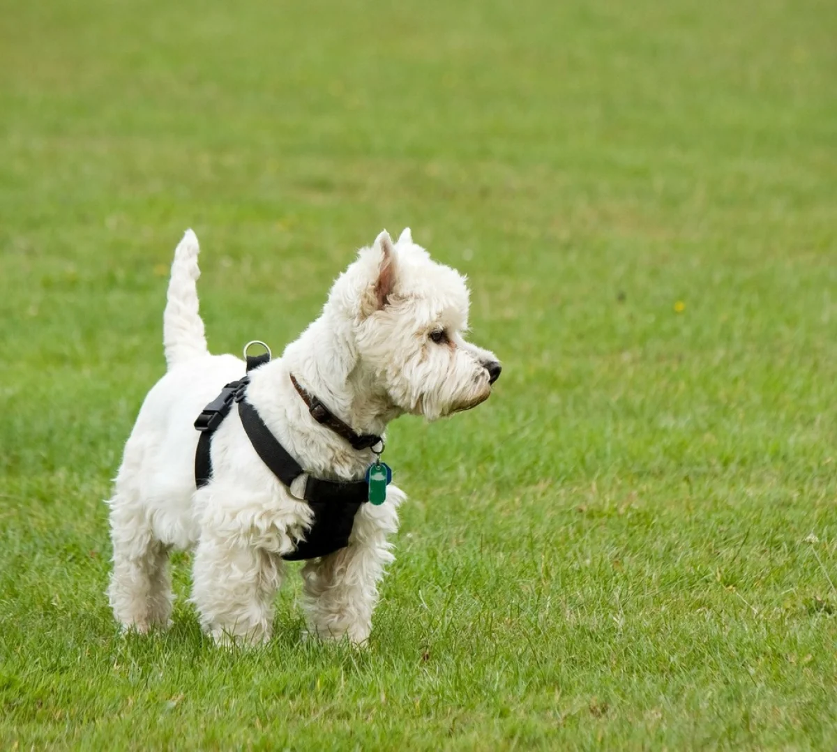 Mai Dog Park - фото достопримечательности 1