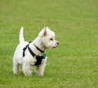 Mai Dog Park
