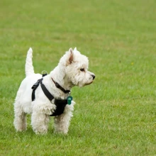 Mai Dog Park
