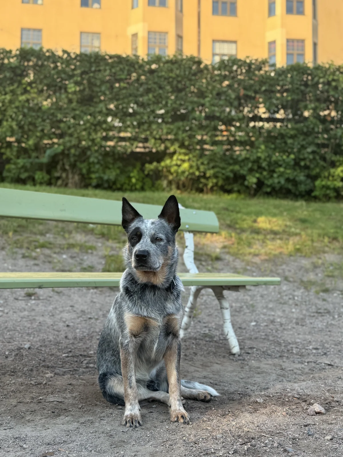 Dog Park - фото достопримечательности 1