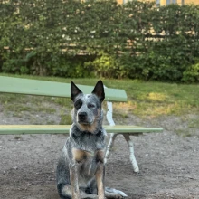 Dog Park