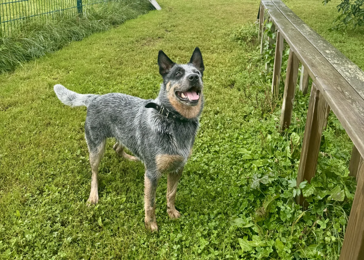 Inkoo Dog Park - фото достопримечательности 1