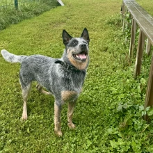 Inkoo Dog Park