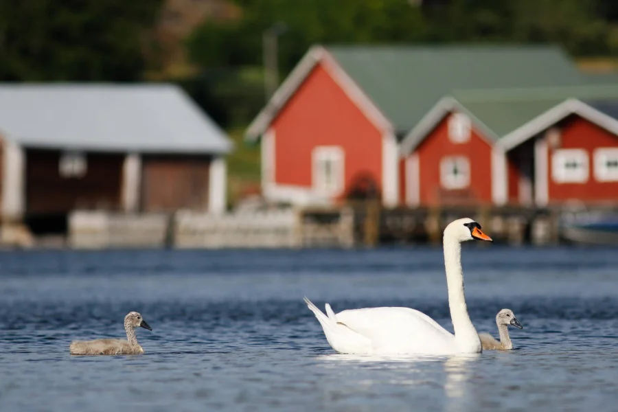 Kemiönsaari