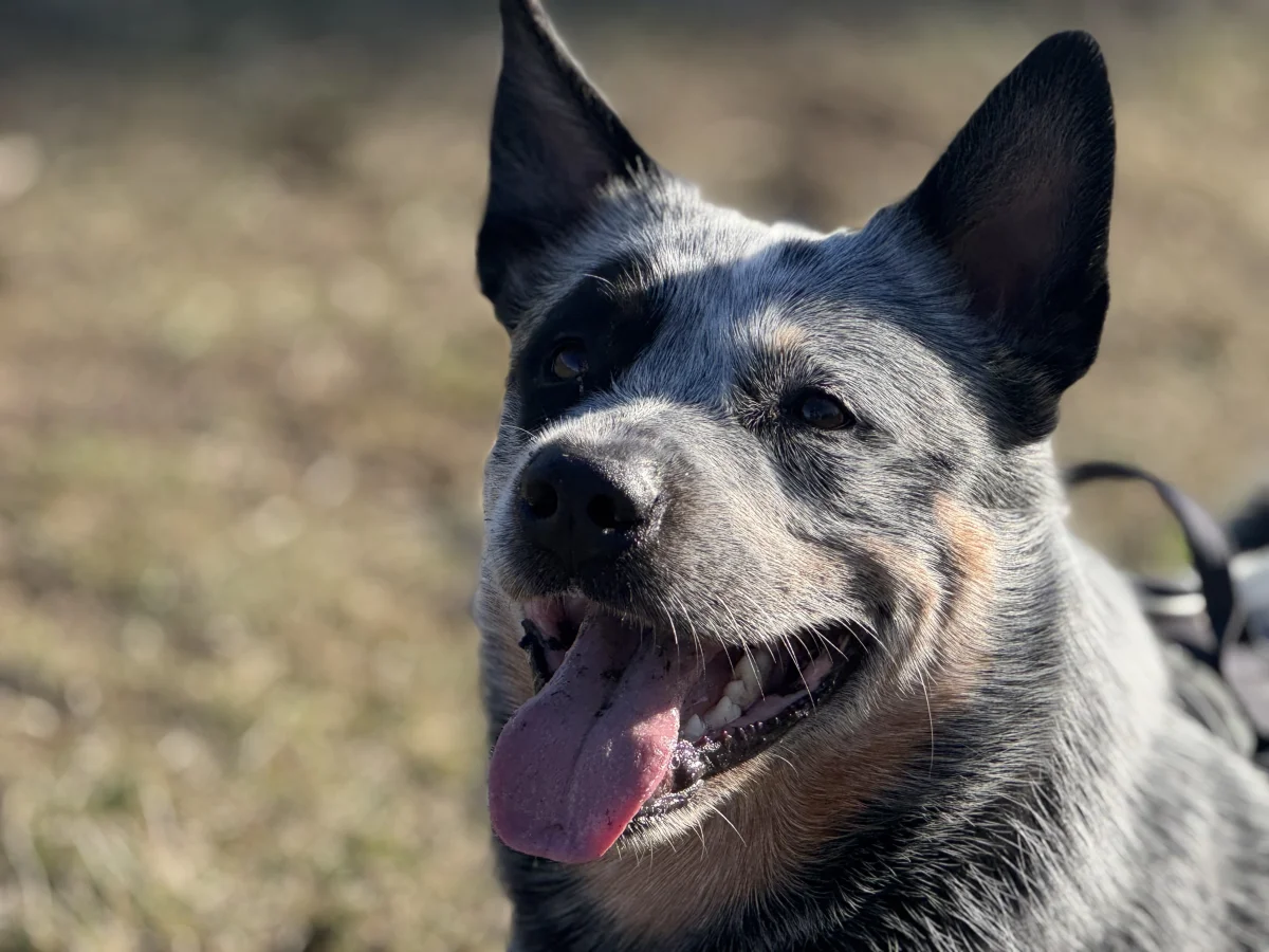 Dog Park near Andrejosta Marina - attraction photo 1