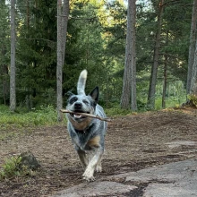 Bästis koertepark (Mariehamn)